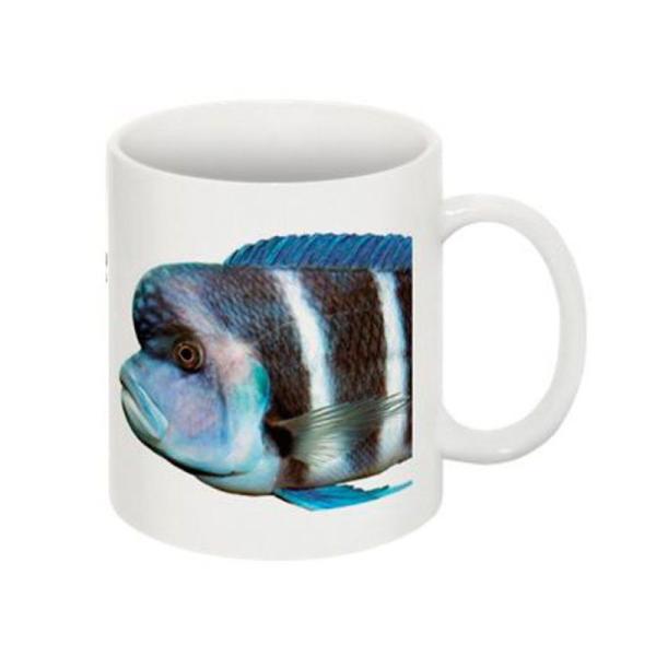 キフォティラピア・フロントーサのマグカップ：フォトマグ（世界の熱帯魚シリーズ）