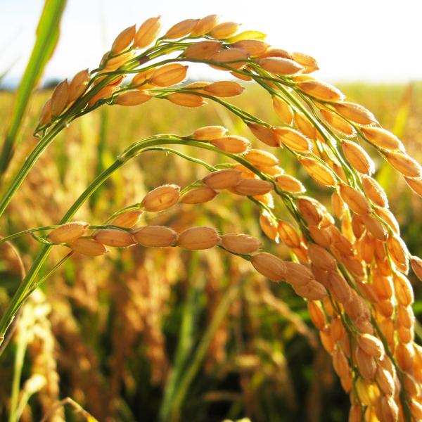 新潟県 十日町市産 魚沼コシヒカリ 希少米 原種コシヒカリ こだわりの棚田米 天空棚田米 令和5年産...