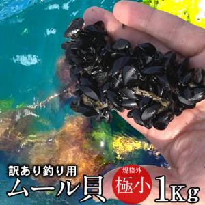 釣りエサ 三陸カキ養殖場 活き ムール貝 極小サイズ