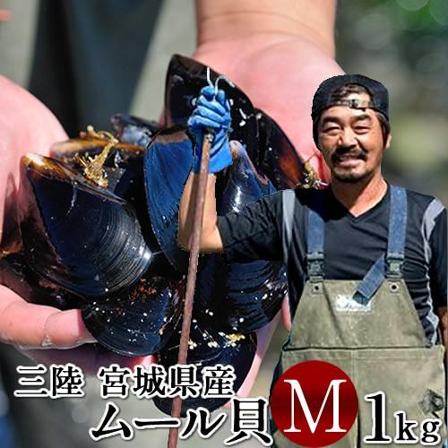 生ムール貝 中 1kg 三陸宮城県産 漁師直送 活ムール貝（イガイ ムラサキ貝 カラス貝）