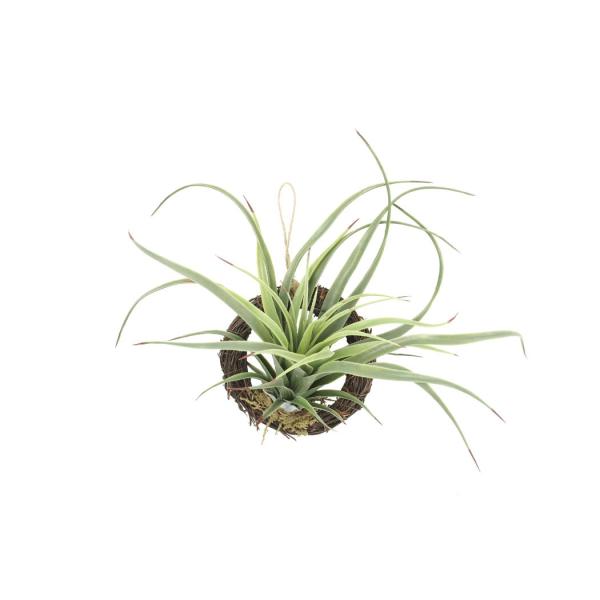 アートグリーン 人工観葉植物 光触媒 光の楽園 エアープランツR(ポリ製) 866K10