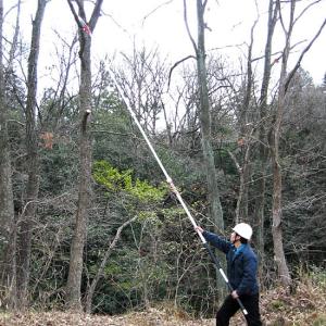 プロ仕様 最長6.5mまで伸びるノコギリ 枝打ち一発 N-763 : わくわく