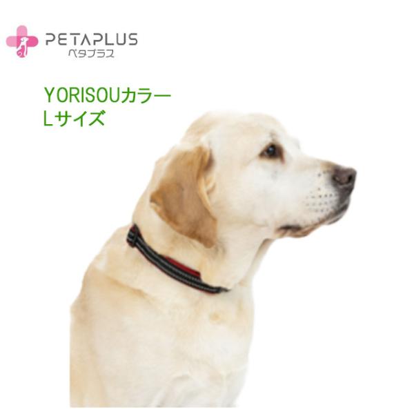 ペタプラスYORISOUカラー／Lサイズ／3色からお選びください　体幹強化に加え血流促進、神経コンデ...
