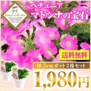 予約販売 ペチュニア マドンナの宝石(ピンク) ...の商品画像