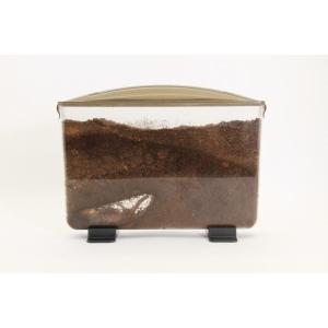 幼虫観察ケース【3個セット】ラクぼっくす(ワイ...の詳細画像1