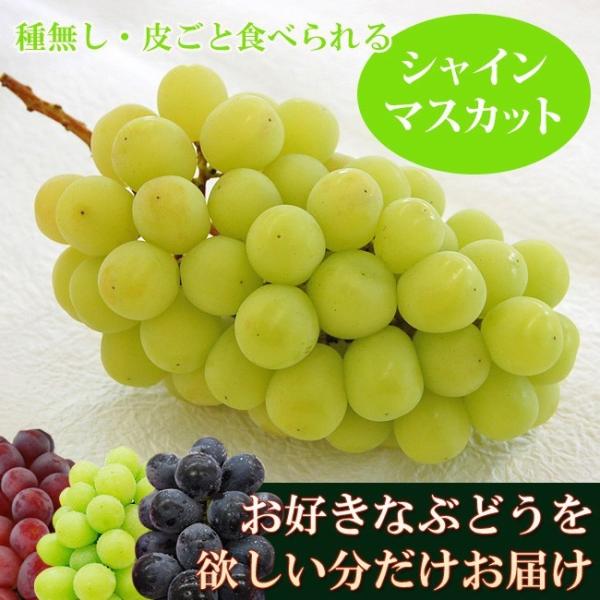 シャインマスカット 中房 450-550g 2Lサイズ 1房 秀品 ネットで ぶどう狩り ぶどう ブ...
