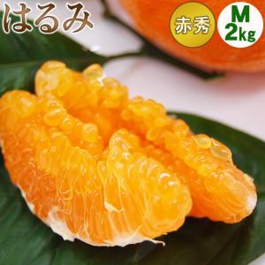 ※SKU統合のためボツ※静岡県清水産 はるみ【赤秀品】Mサイズ2キロ（12〜15個前後入り) 柑橘 国産 お取り寄せ フルーツ 果物 ギフト 全国発送