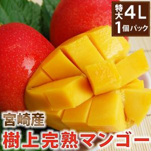 特大4Lサイズ 宮崎産樹上完熟マンゴー特大【秀品...の商品画像
