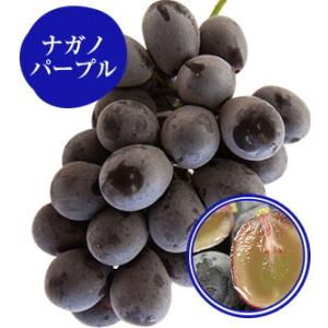 ナガノパープル 1房 秀品 ネットで ぶどう狩...の詳細画像1