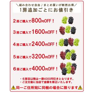ナガノパープル 1房 秀品 ネットで ぶどう狩...の詳細画像2