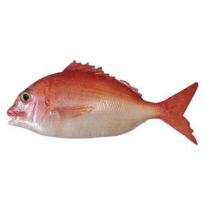 日本職人が作る 食品サンプル 鯛 (片面) ブロー IP-544 日本土産