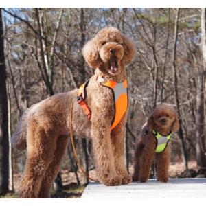 [Hurtta][フルッタ] ダズルハーネス 60〜100サイズ