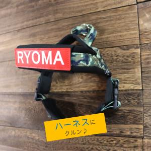[Hakusan]いろんなハーネス、首輪、リー...の詳細画像3