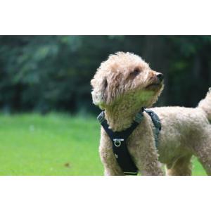 フィンランドのドッグブランド【Hurtta】【フルッタ】・ローバーハーネス　小型犬用