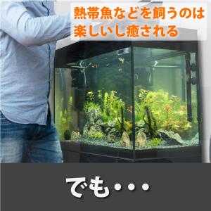 魚 自動 給餌器 給餌機 給餌 餌やり 餌やり...の詳細画像4
