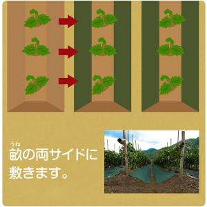 アストロ公式 畝用防草シート 0.5×10m ...の詳細画像3
