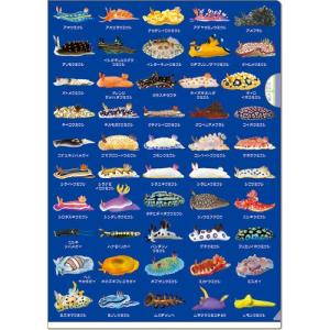 うみうし出品 Amazon.co.jp: イガラシ ウミウシフロート 120×62cm FRB-175V