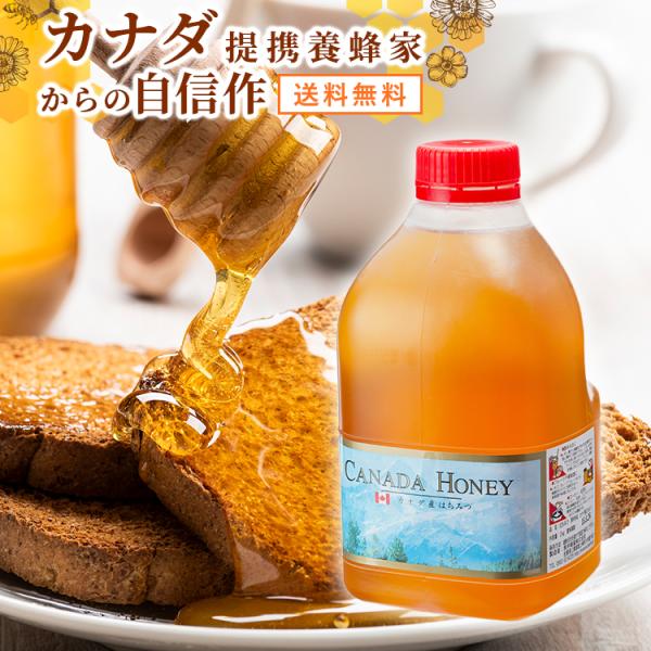 はちみつ 業務用 カナダ産純粋蜂蜜 2ｋｇ 純粋蜂蜜 送料無料