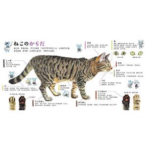 ねこのずかん (コドモエのえほん)の詳細画像2