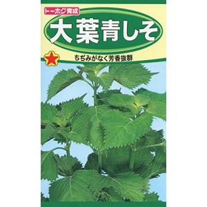 大葉　青じそ 株式会社トーホク 大葉青しそ 01330 - 最安値・価格比較 - Yahoo