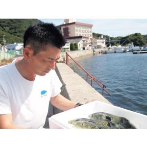 松コース ふぐ鍋 ふぐ刺身 白子 セット (5...の詳細画像5