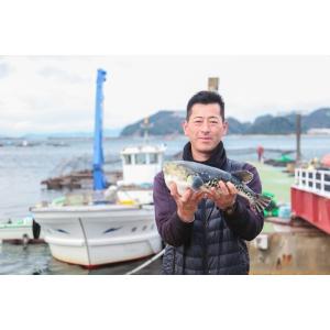 梅コース ふぐ鍋 セット(2人前) 淡路島3年...の詳細画像5