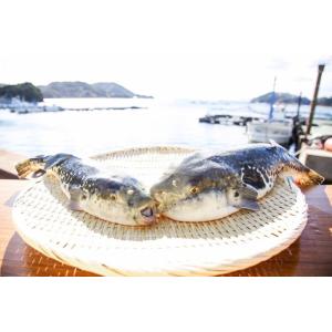 梅コース ふぐ鍋 セット(3-4人前) 淡路島...の詳細画像4