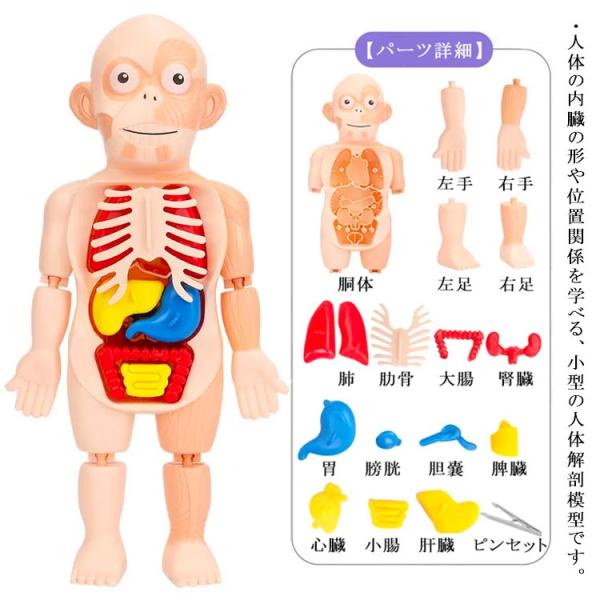 人体解剖模型 組み立て 人体解剖モデルボディ 人体模型 知育玩具 胴体解剖モデル 内臓 臓器 人体パ...