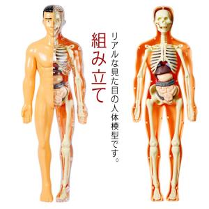 人体模型 モデル 玩具 骨格模型 おもちゃ 解剖 臓器 知育玩具 人体
