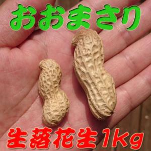 『生落花生 おおまさり １kg』茹で落花生に最適！千葉県産のジャンボピーナッツ♪｜3rabbits