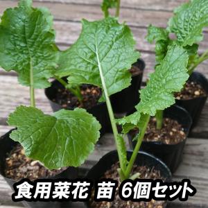 『食用なばな/菜花 苗 6個セット』ビタミンＣの含有量は野菜の中でトップクラス！春まで長期収穫！