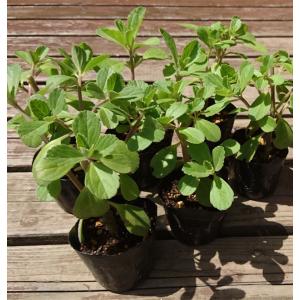 『ボルトジンユの苗 ６個セット』沖縄マンジェリコンとも呼ばれインスリンの分泌を促進し血糖値を抑えると言われる薬草