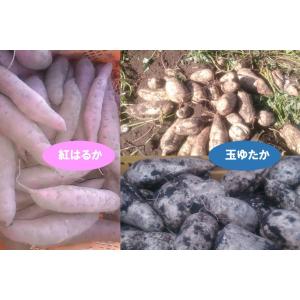 茨城県産干芋 平干 (紅はるか) 3kg 干芋...の詳細画像3