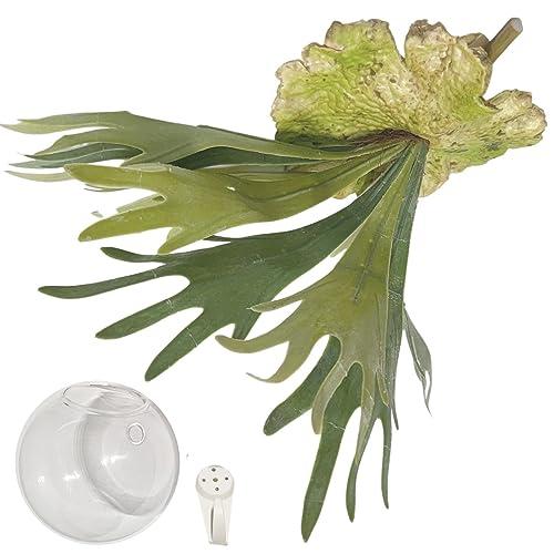 フェイクグリーン 観葉植物 ガラスベース セット SW2091(ビカクシダ)コウモリラン