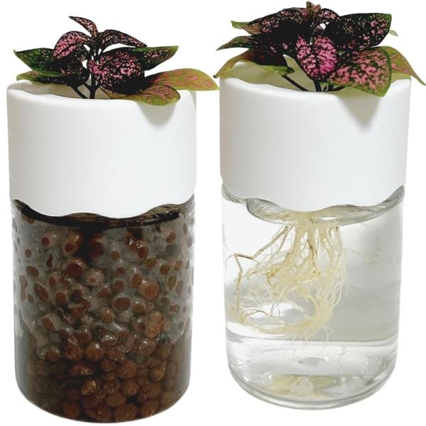 3world ハイドロカルチャー 水耕栽培 観葉植物 育成キット スポンジ付 透明 プラスチック ポ...