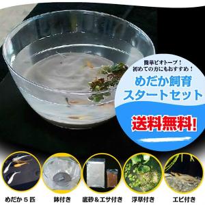 メダカ めだか飼育スタートセット ミックス 鉢 水槽 水草 浮草 エサ シュリンプ メダカ 淡水魚