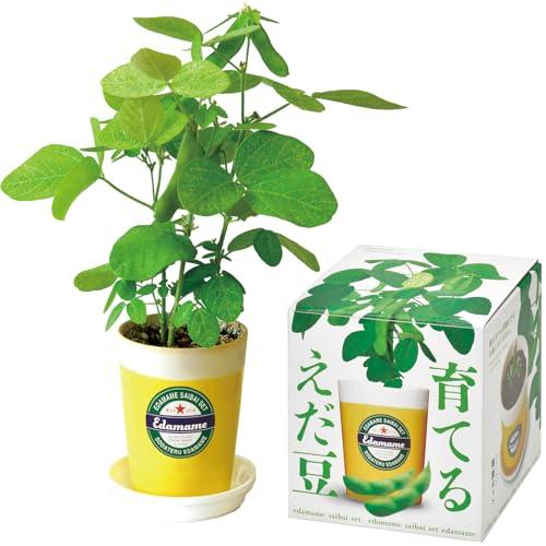 聖新陶芸 通年 家庭菜園 簡単 栽培キット えだまめ 野菜 栽培セット (自由研究/食育) 鉢の径約...