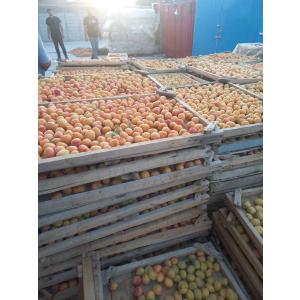 イラン産アプリコット 500g あんず 天日干...の詳細画像2