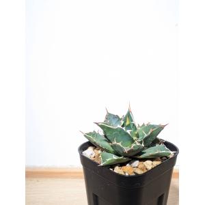 アガベ オテロイ 実生株（種子から日本国内育成）将来有望 厳選個体 オテロイ実生 抜き苗発送 多肉植物