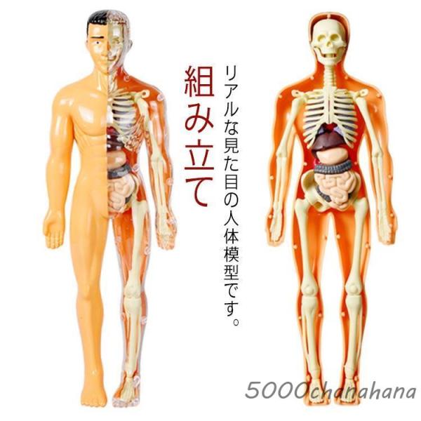 人体模型 モデル 玩具 骨格模型 おもちゃ 解剖 臓器 知育玩具 人体パズル 胴体模型 組み立て 骨...