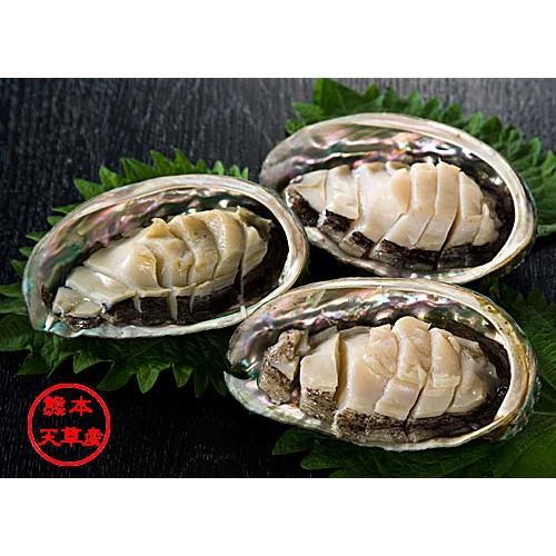 アワビ 活きあわび 約1,000g イルカウォッチングで有名な天草の海で育た栄養豊富な鮑 | 天草特...
