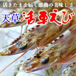 熊本天草土産 プリプリッ活車えび(車海老・車エビ) 約600...