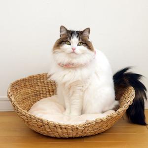 キャティーマン ウッディースタイル くつろぎキャットベッド (79353