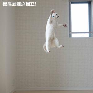 ダ・バード 本体 GO CAT社製 猫用おもち...の詳細画像1
