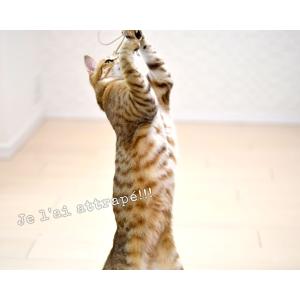PURRfect レザーバウンサー (0156...の詳細画像4