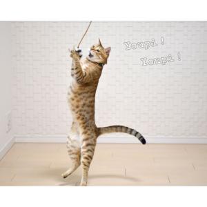 PURRfect レザーバウンサー (0156...の詳細画像5