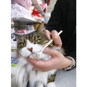 マインドアップ 猫口ケア ティースブラシ (5...の詳細画像2