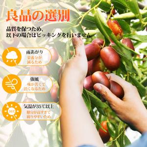 なつめ チップス 無添加 ナツメ なつめチップ...の詳細画像5