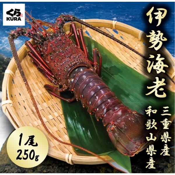 くら寿司厳選 三重県産・和歌山県産 伊勢海老 250g ギフト プレゼント ご自宅用