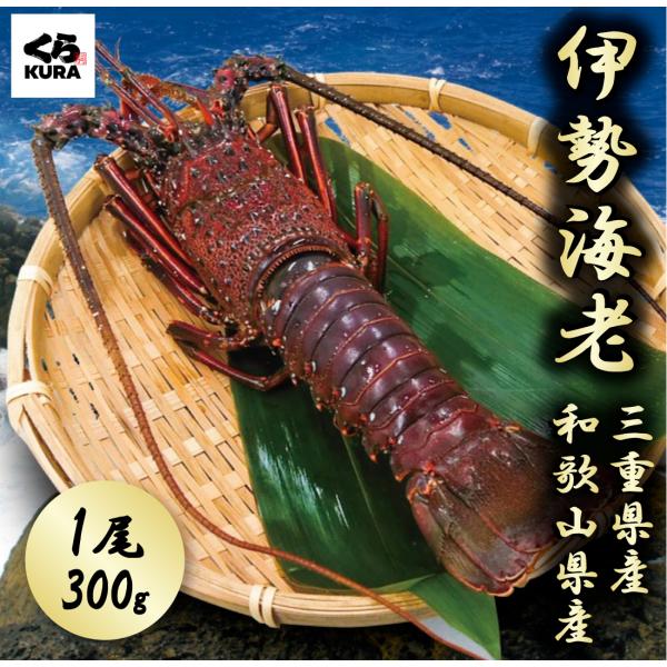 くら寿司厳選 三重県産・和歌山県産 伊勢海老 300g ギフト プレゼント ご自宅用